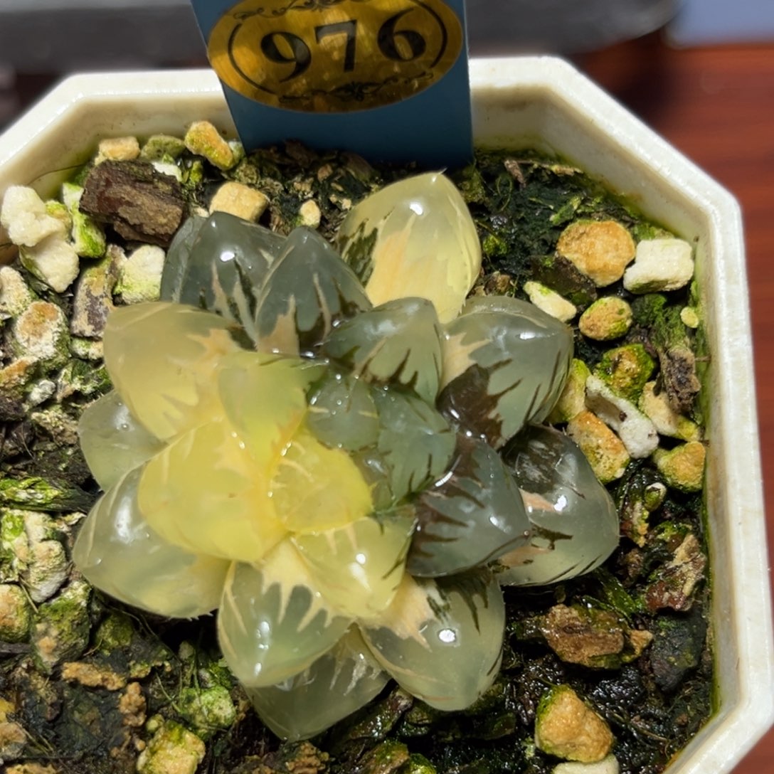 恭喜发财大吉大利976