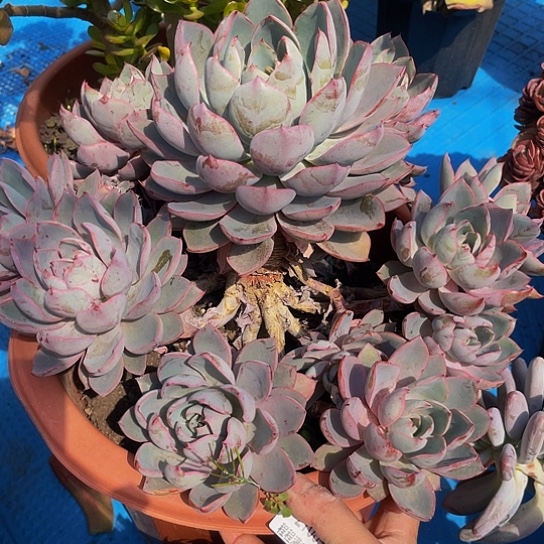 㝽赫拉21054多肉