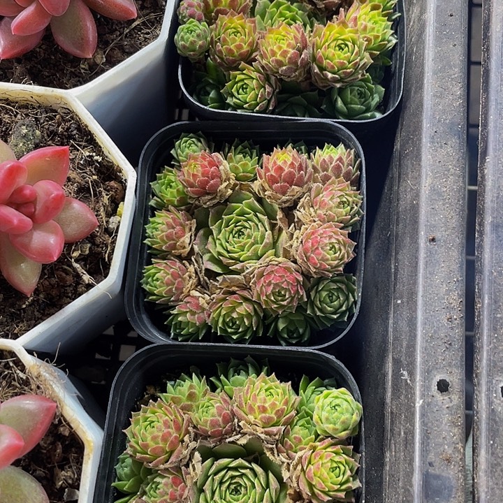 爱德华球带盆土发货