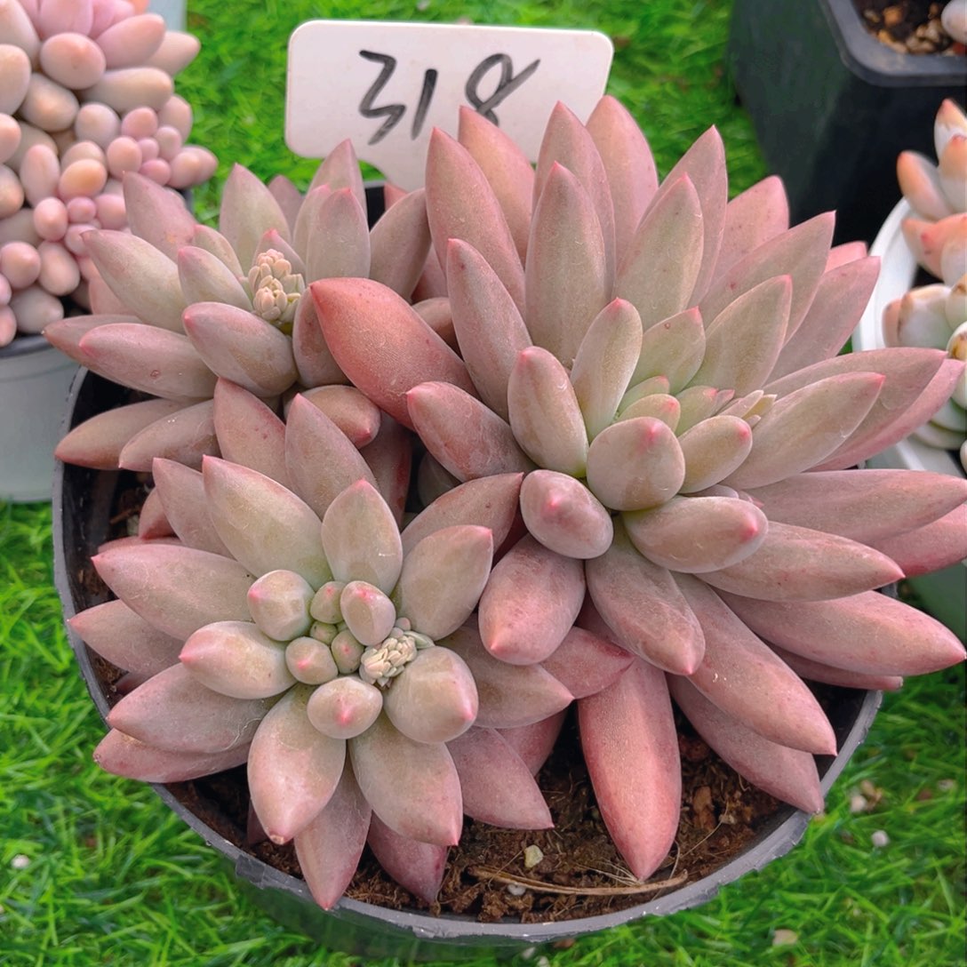 远***念318fghhjjjjjjjj