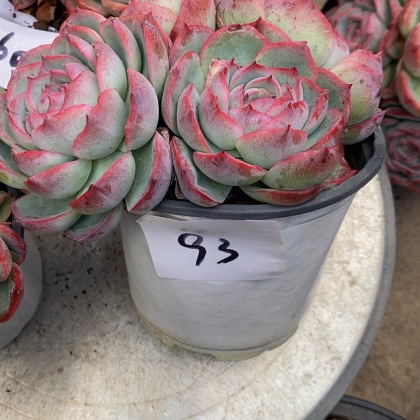 【闪购商品】锦*多肉植物