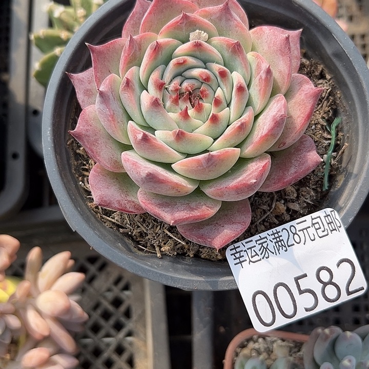 幸运的是你还在等着