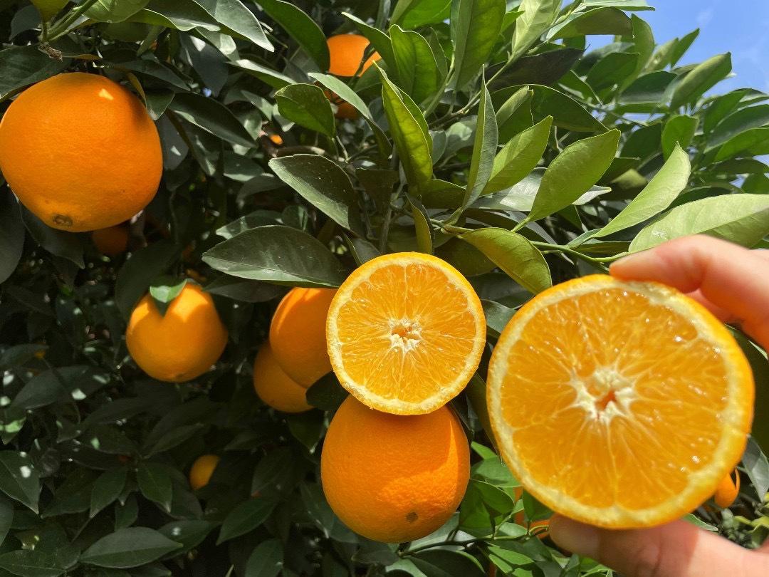 现摘赣南脐橙产地直发