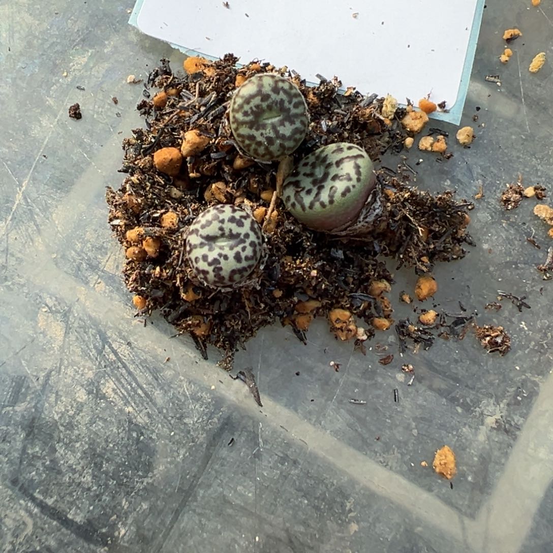 6-53量拍m360大黑点安贞一颗