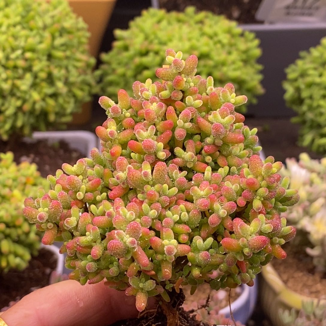 44蜜橘糖球。     