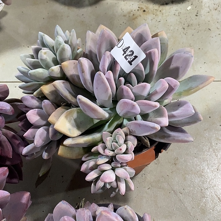 橙***露421奥普多肉植物多肉