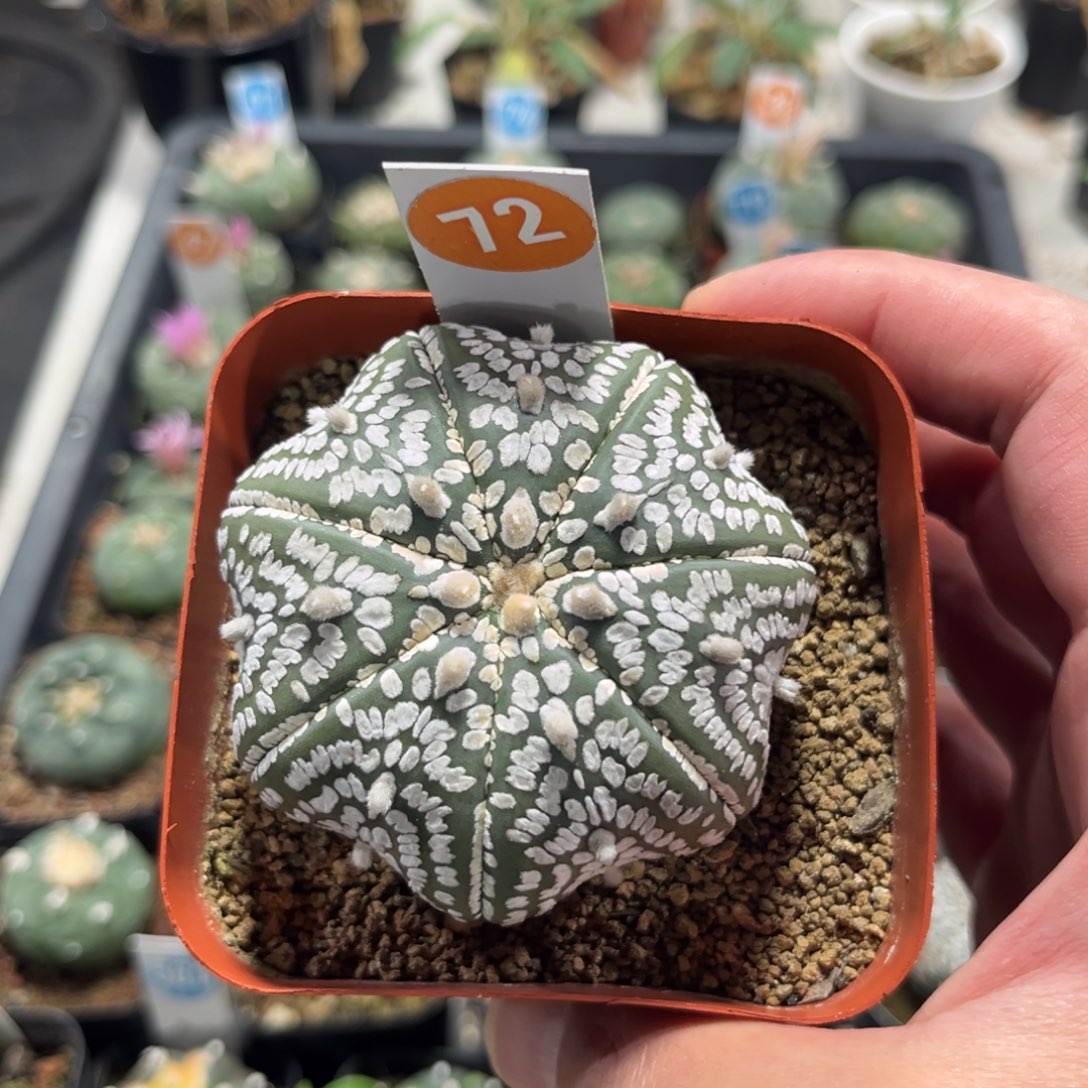 72实生海星超兜带盆带土