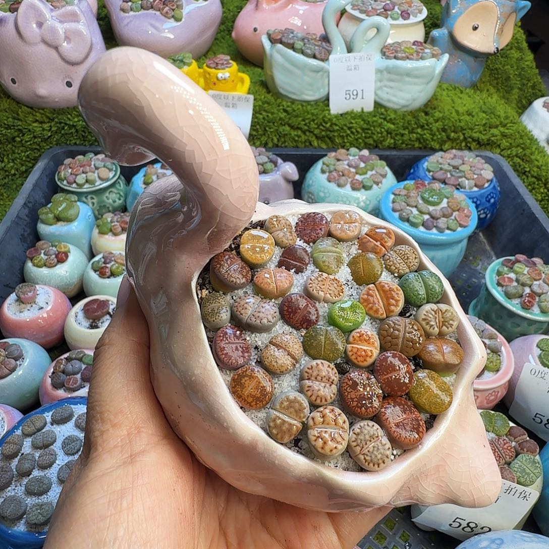 ****裆多肉植物开播福利冲599