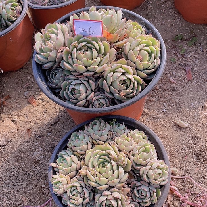 笨吧多头全身19杠60号两颗