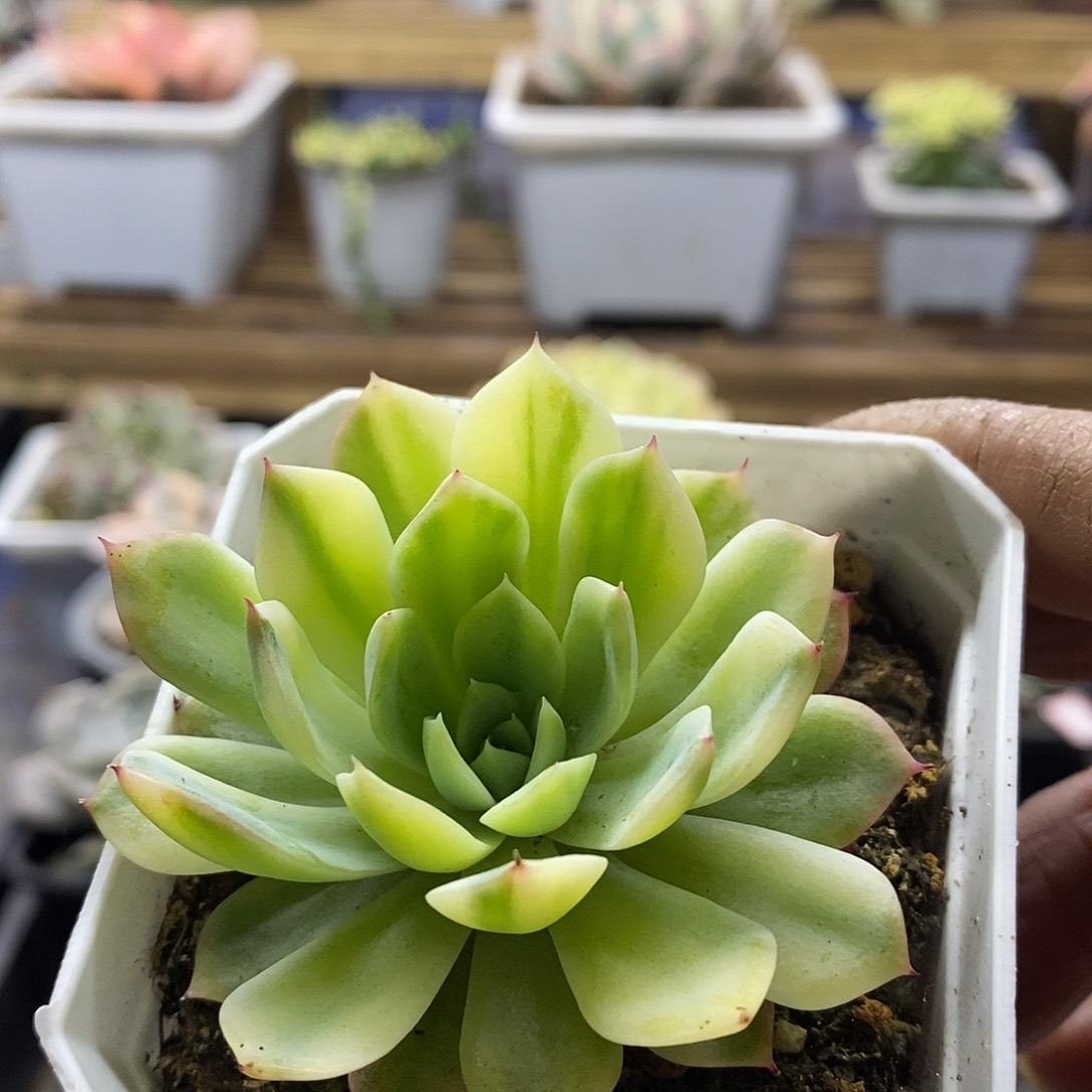 19161 不知名锦多肉