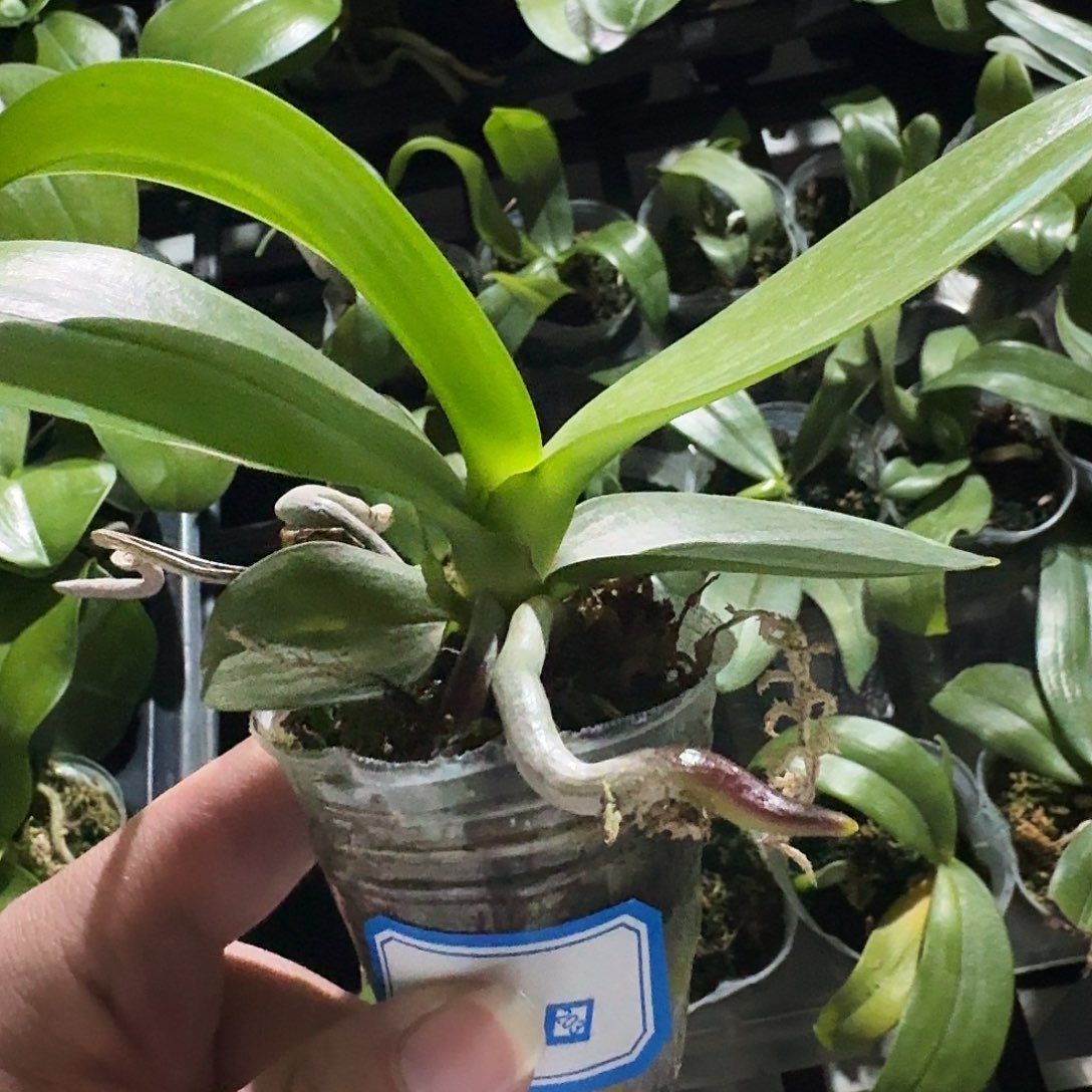 完全开放诀*.蝴蝶兰