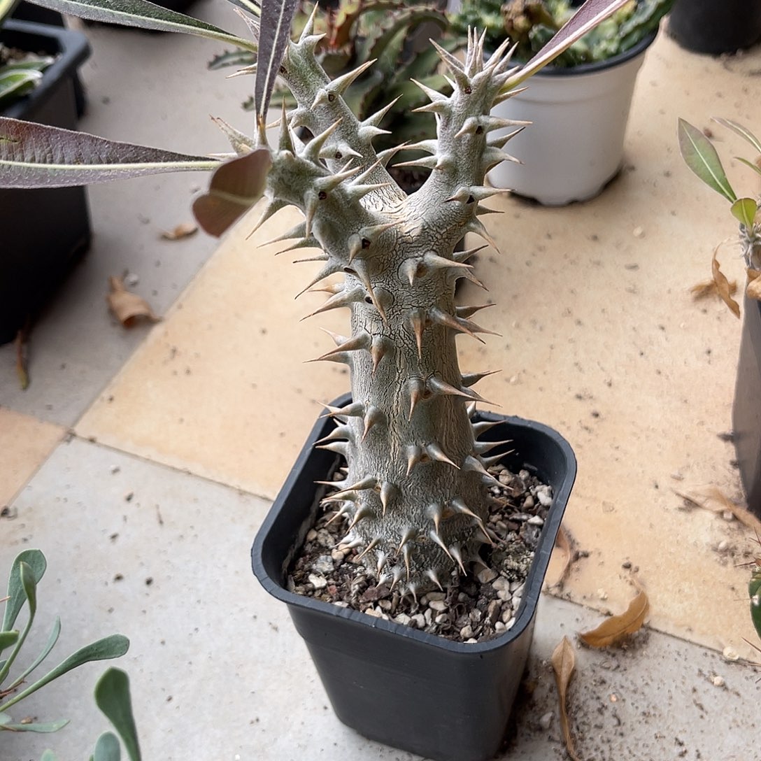 实生筒蝶春棒棰属一物一拍