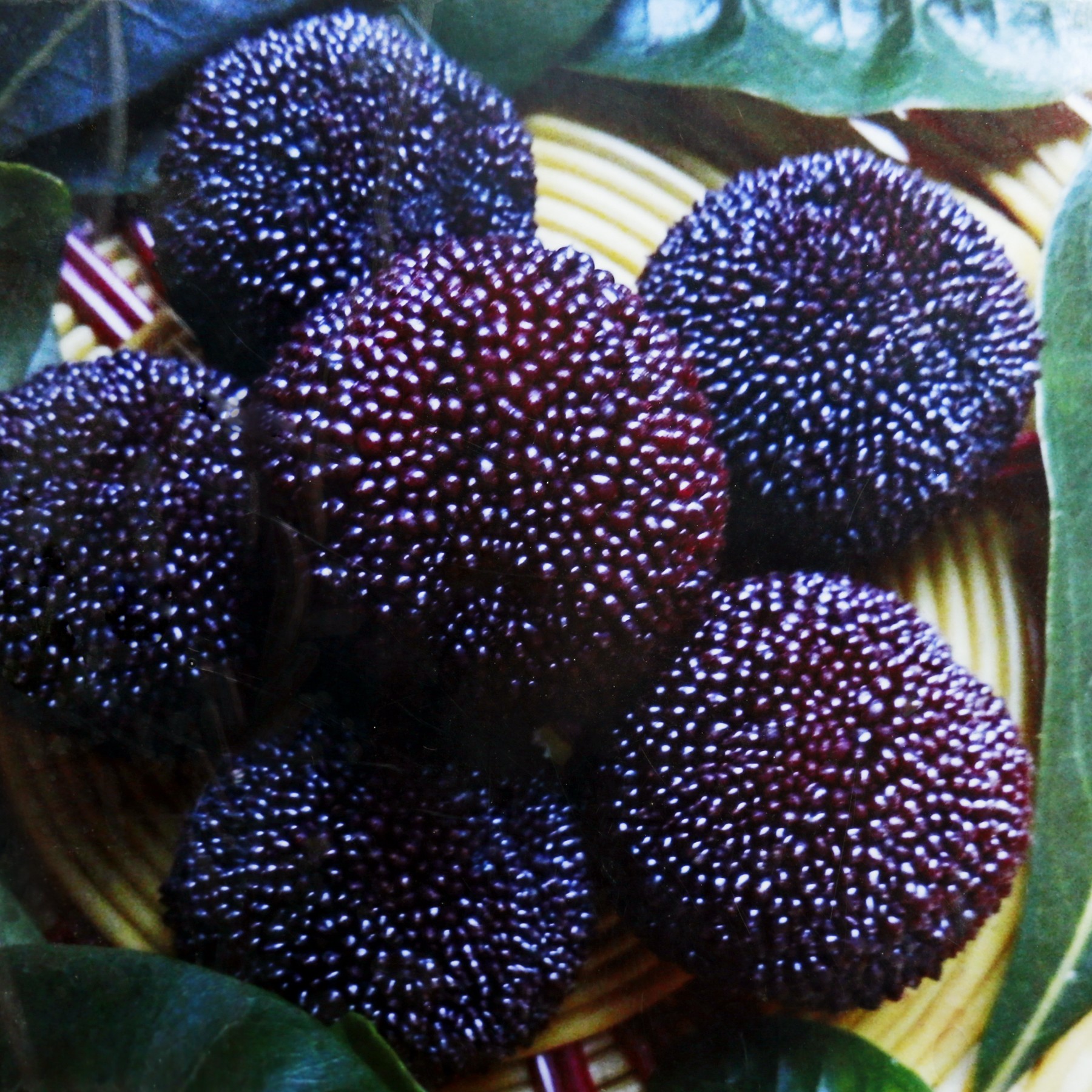 高端早熟大果杨梅王子安海精品树苗盆栽、地栽南北方都可种植发货