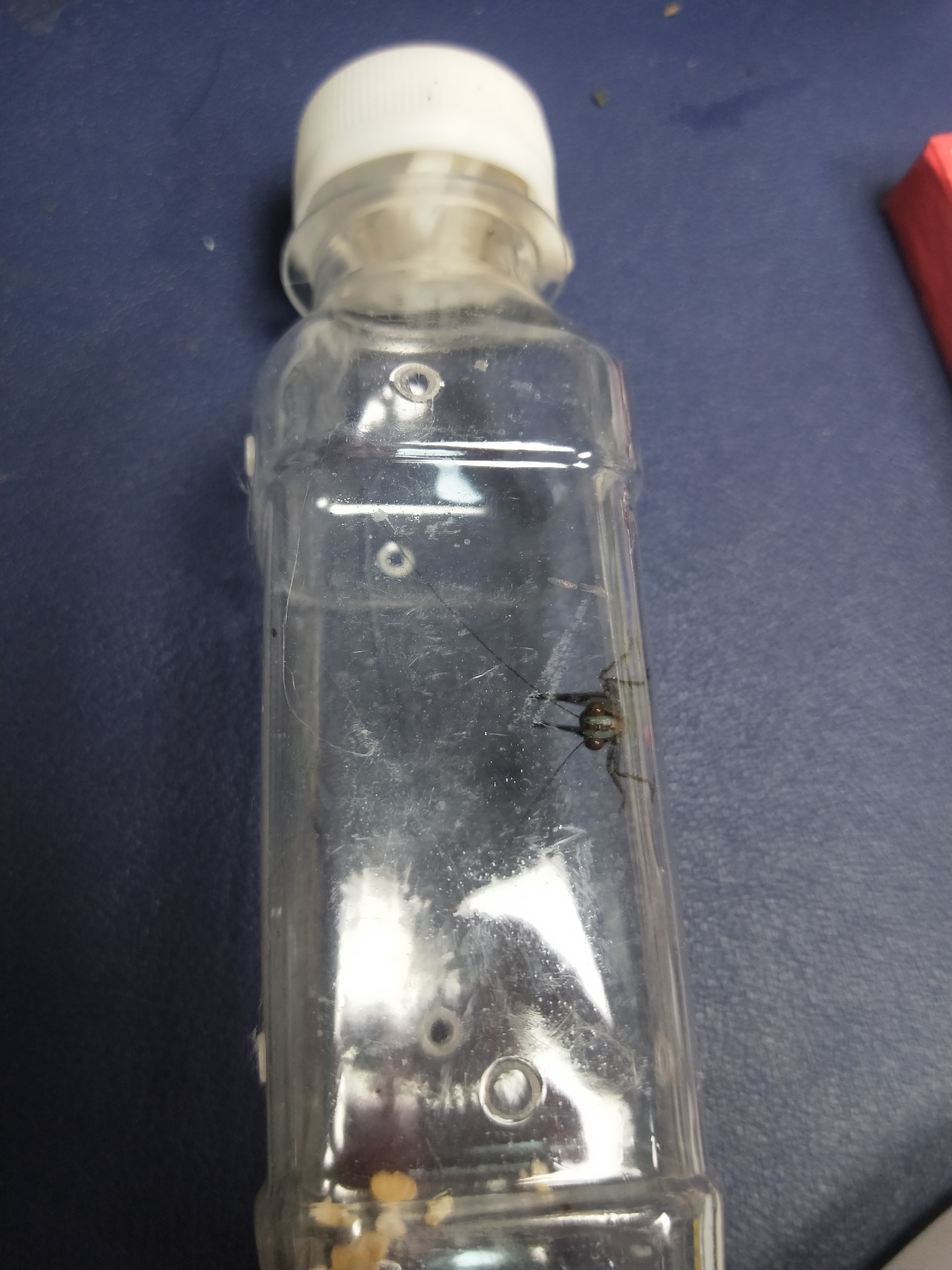 迟螽蓝精灵鸣虫瓶子