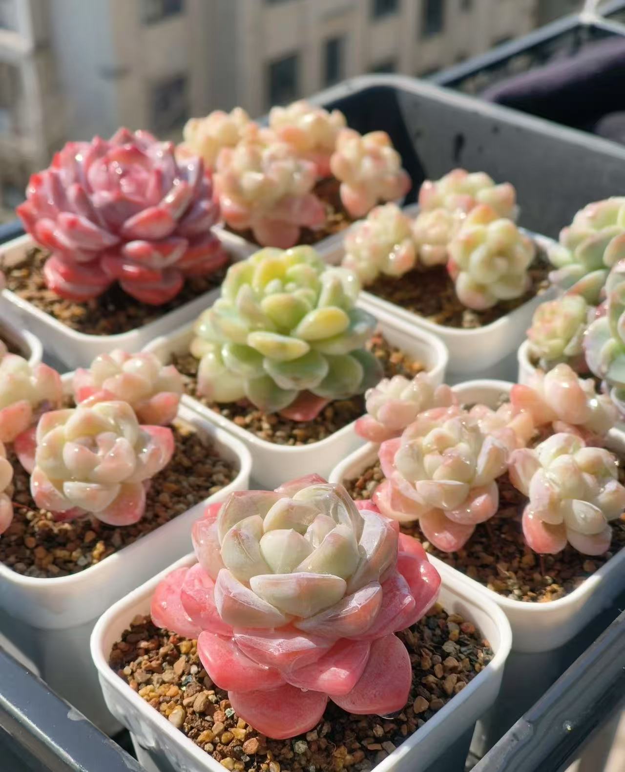 精品多肉 新手好养盆栽植物包邮老桩冠幅大