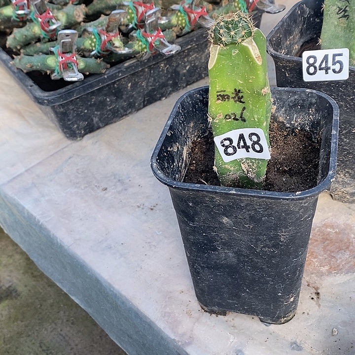 笑***笑袖铺主嫁接丽花026