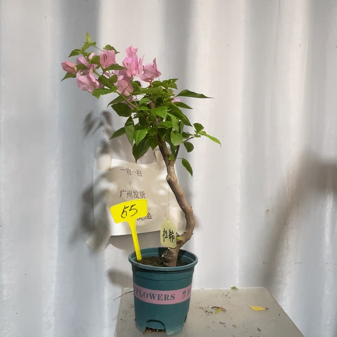 当前无花栽培后可以开花55橙粉公主桩，粗2公分