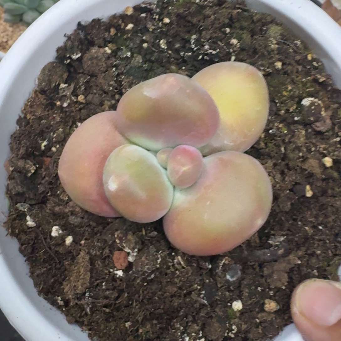 刚果奶 单头 一物一拍