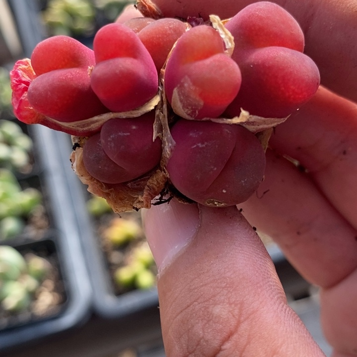 2525一颗一颗一颗