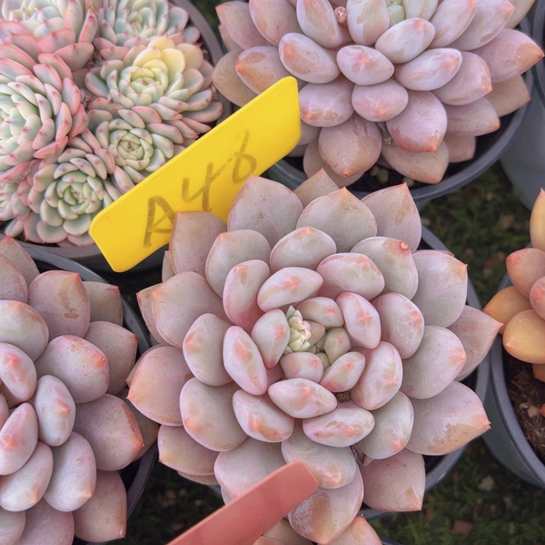 香玉的故事是一个人的故事