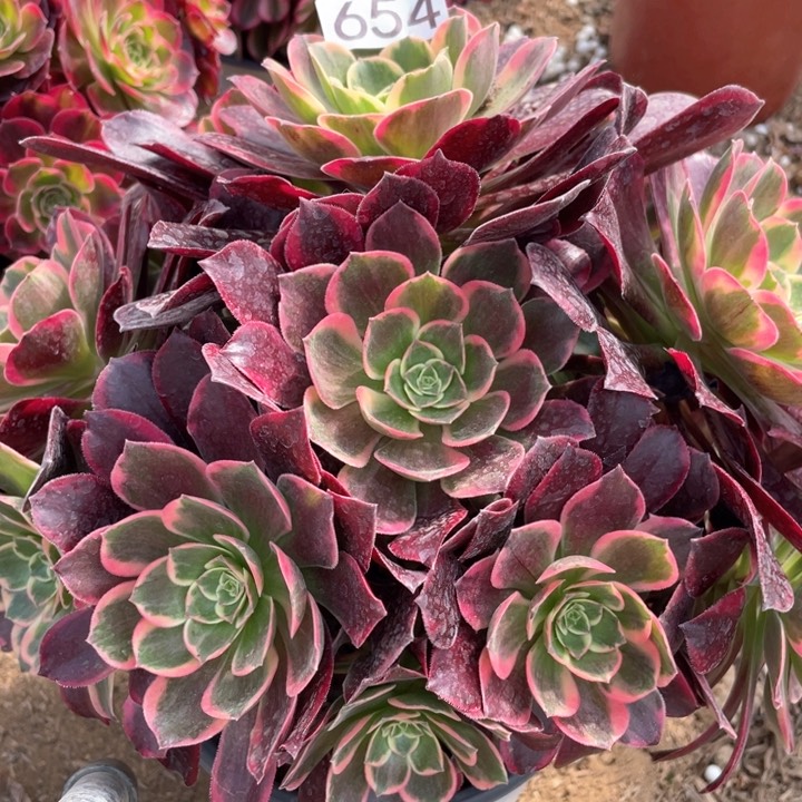 654多肉植物金丝雀