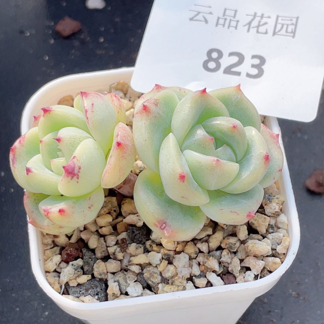 823号糖心冰心珍妮