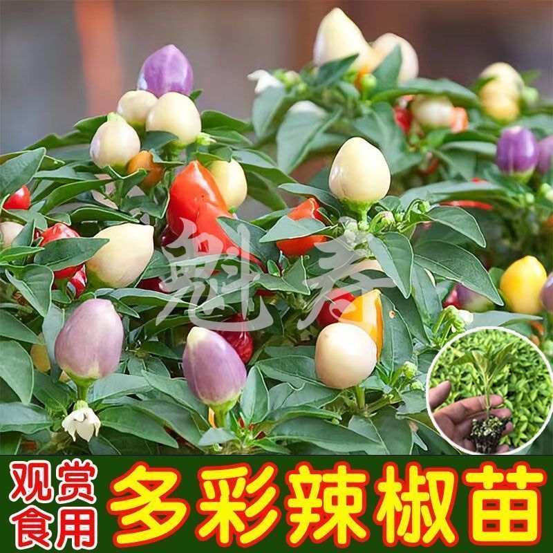 七彩辣椒秧苗种籽盆栽可食用观赏椒盆景小辣椒五彩椒苗种子孑超辣