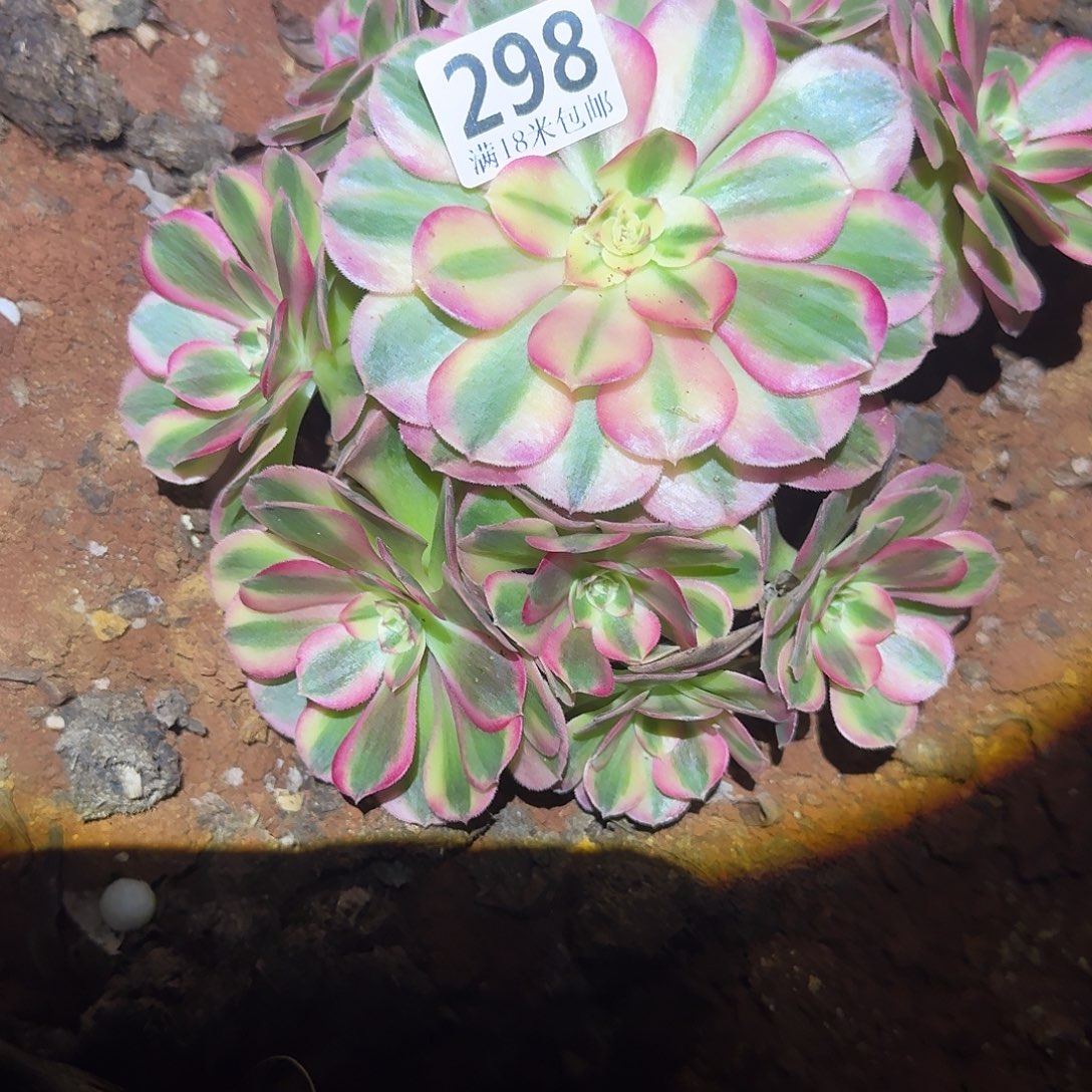 298倾城捧花福利发货