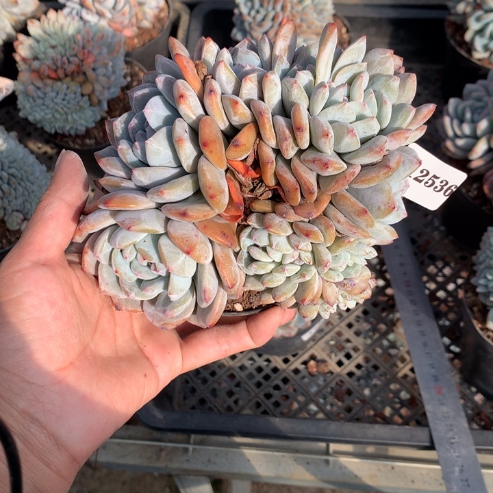 12536朵缀嗯嗯嗯嗯嗯好