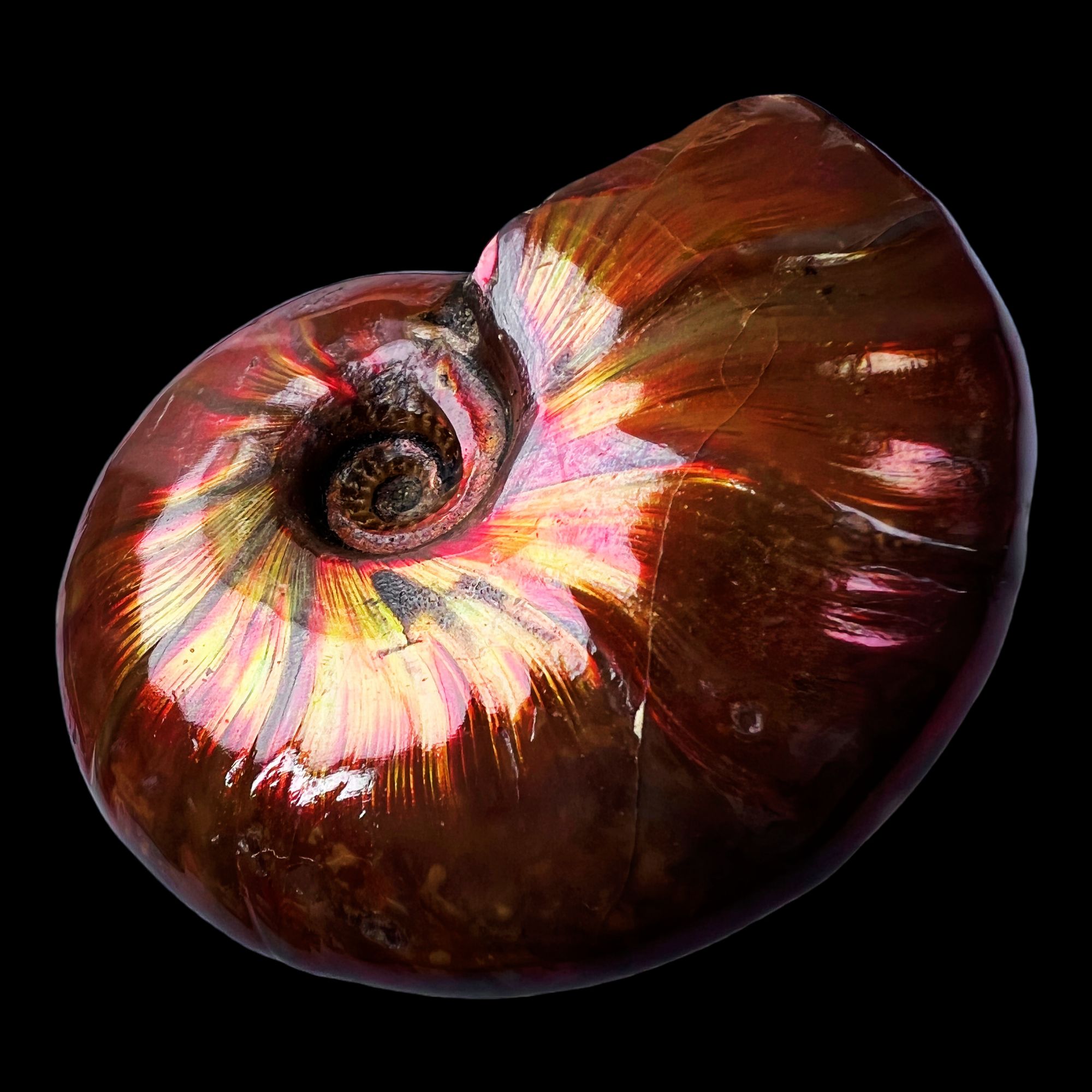 【 叶菊石（火凤凰）】60.4mm 马达加斯加 古贝壳 N-50 创意饰品 A82