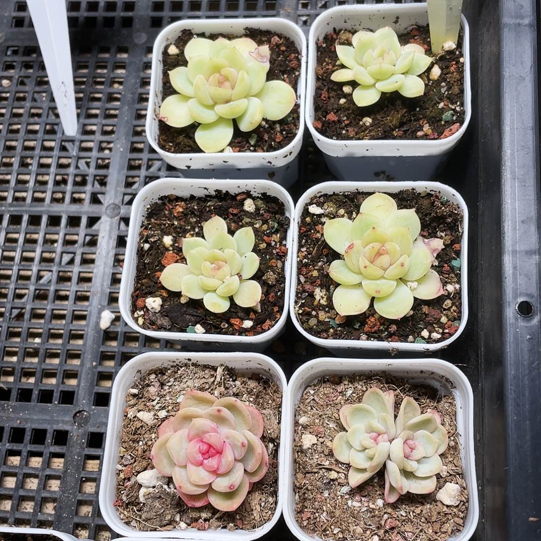 露珠盆一个满25包邮