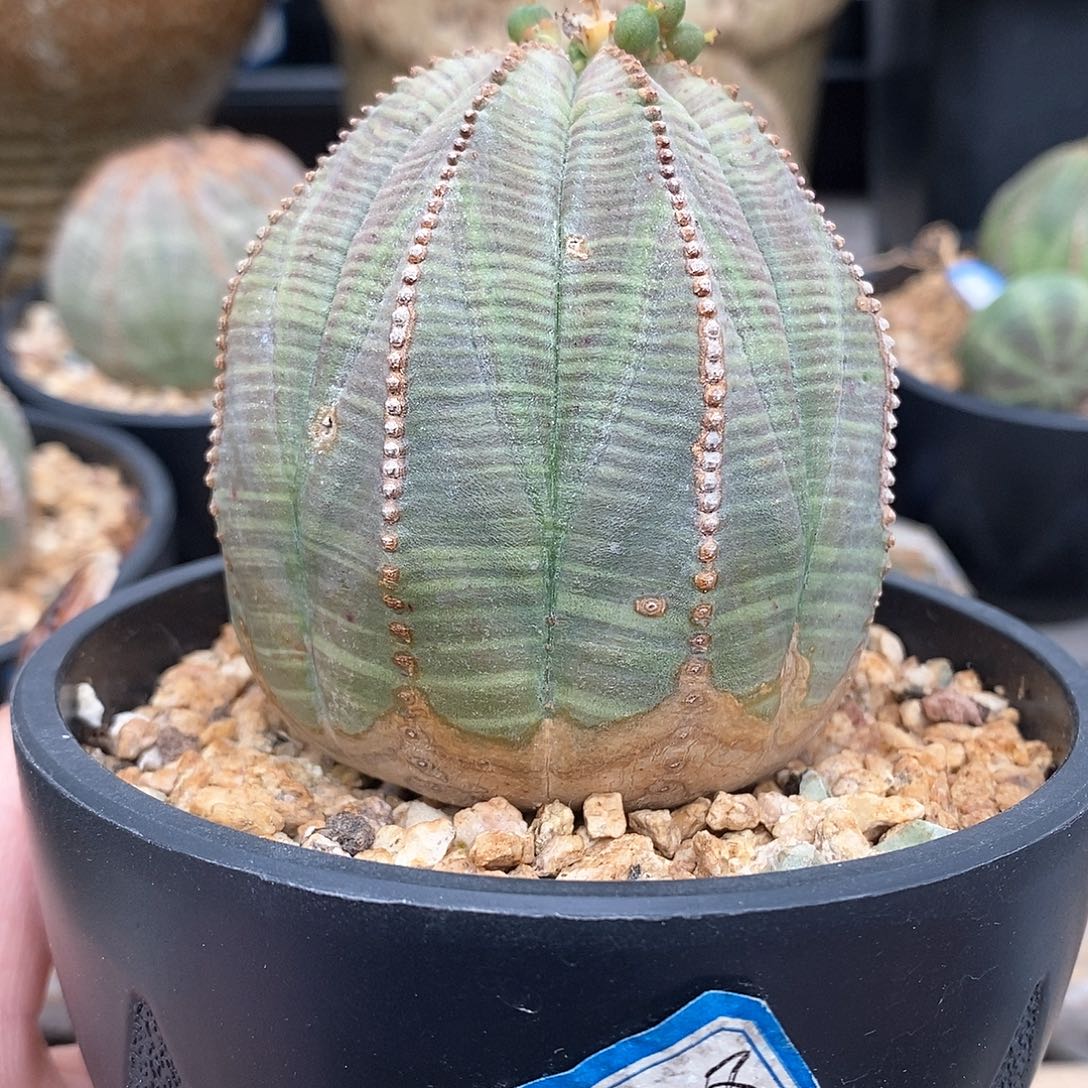 布纹球精品多肉一物一拍