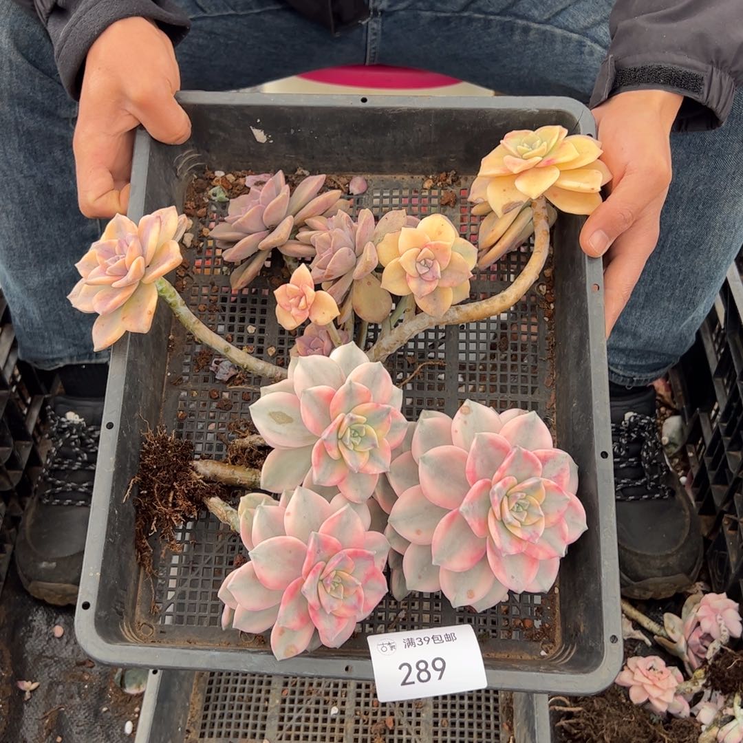 289紫乐锦老桩多肉