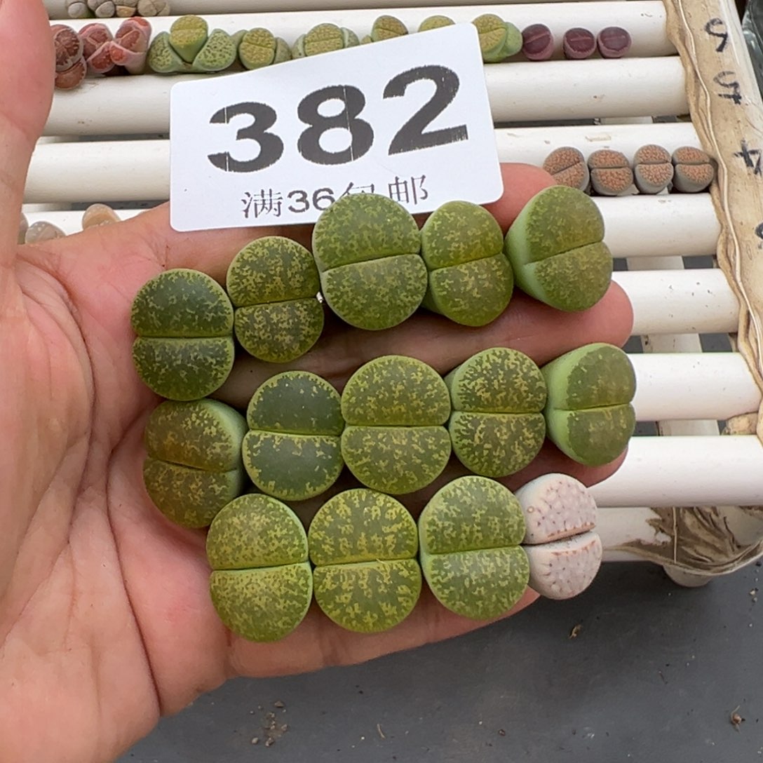 4.14好看的多肉脱脱发货382