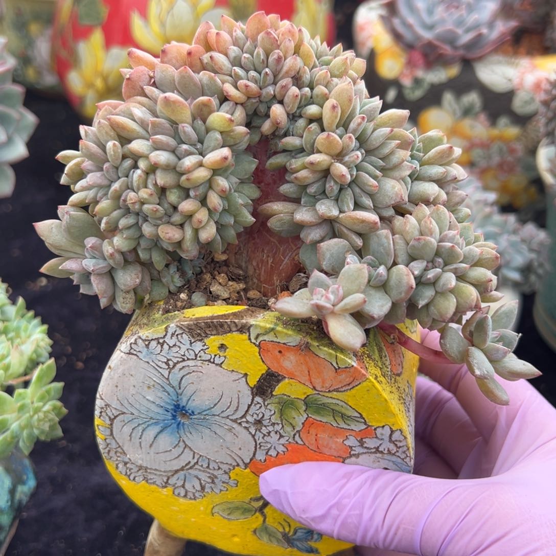 新年快乐 新年快乐 新年快乐