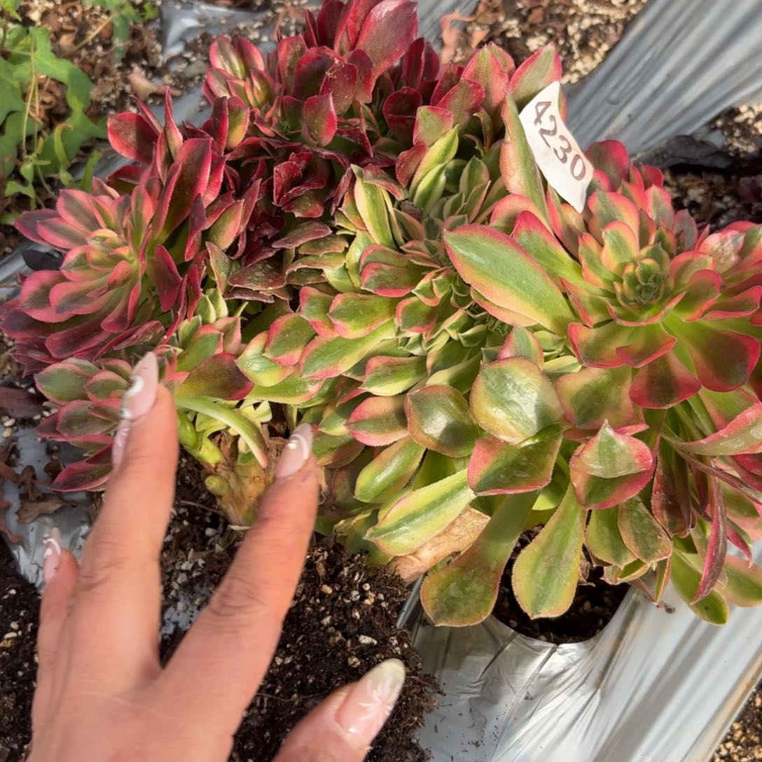 一**风我4230 号法师多肉植物特价