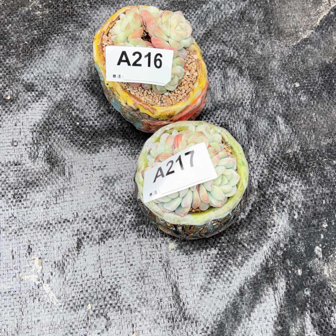 216、217多肉多肉多肉