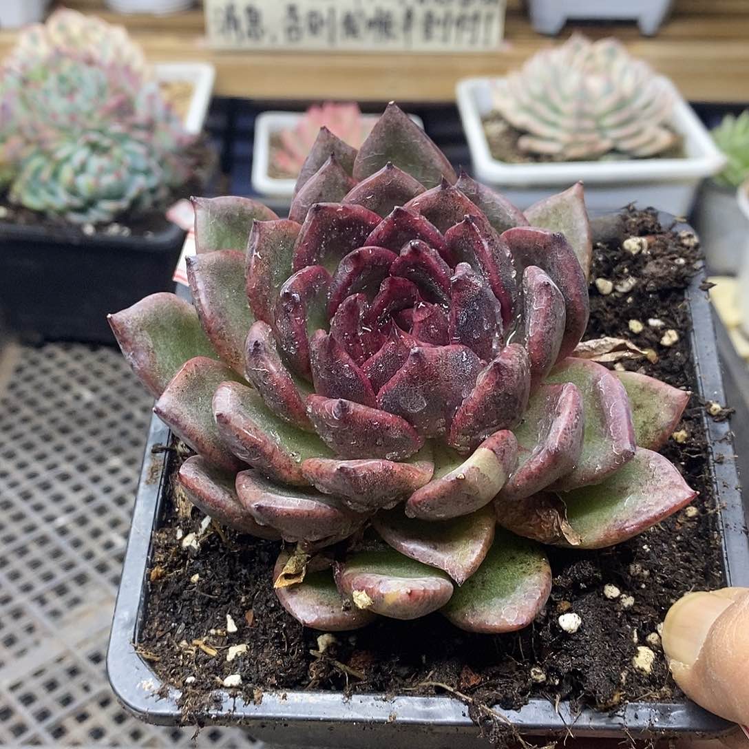 0647 福利黑水晶带锦 不售后