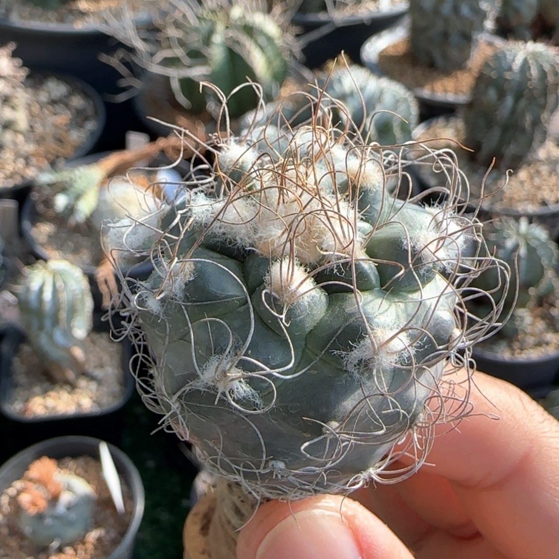 69实生。  娇丽。  