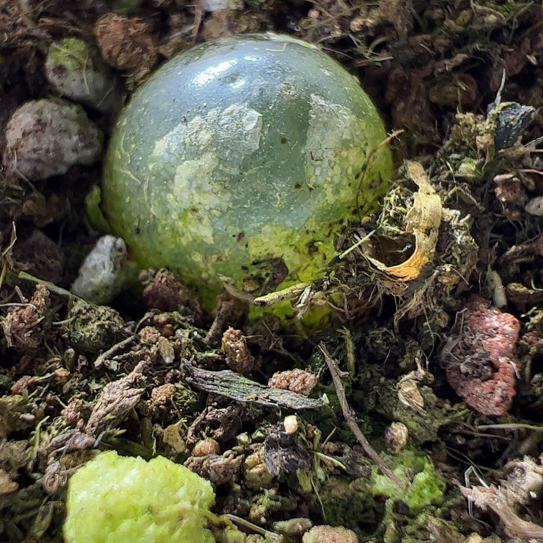 灯泡特大福利上车