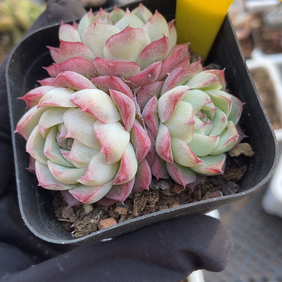 892女王多肉植物保护