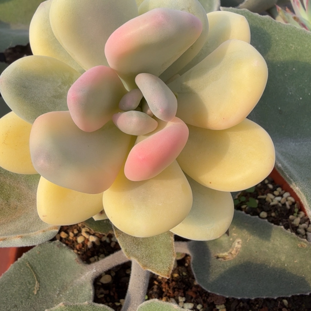 大叶蛋黄奶 安吉园艺