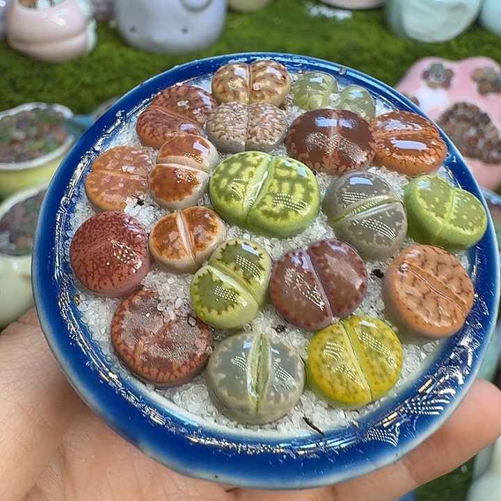 多肉植物福利冲515