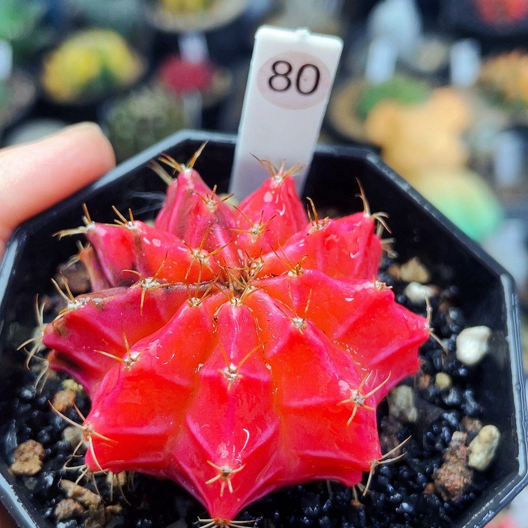 非偏远地区满25包邮仙人球