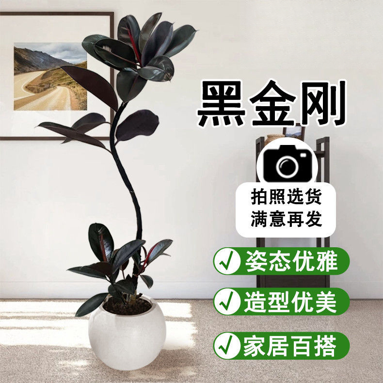 黑金刚橡皮树盆栽花卉客厅办公室四季常青型植物吸甲醛办公室绿植