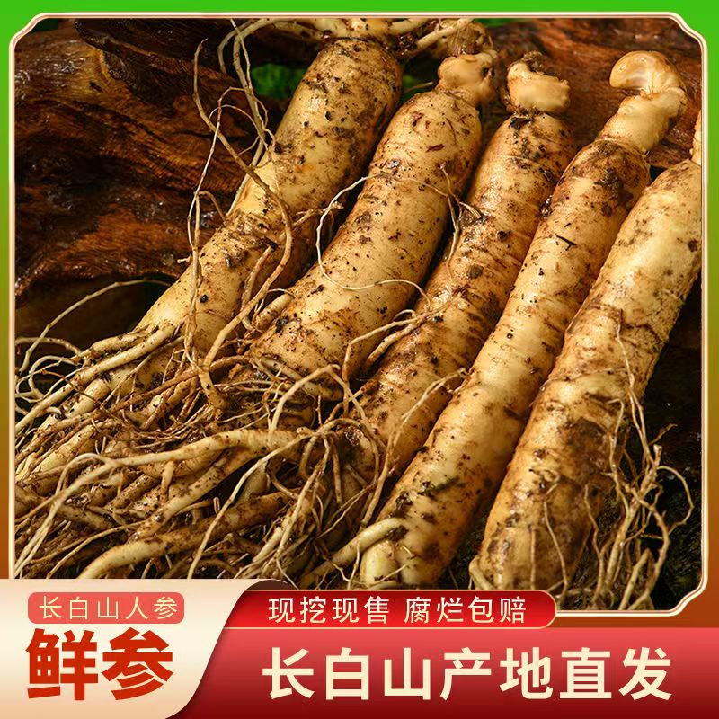 长白山鲜人参12-15支1斤东北新鲜人参现挖现泡酒煲汤新鲜人参批发