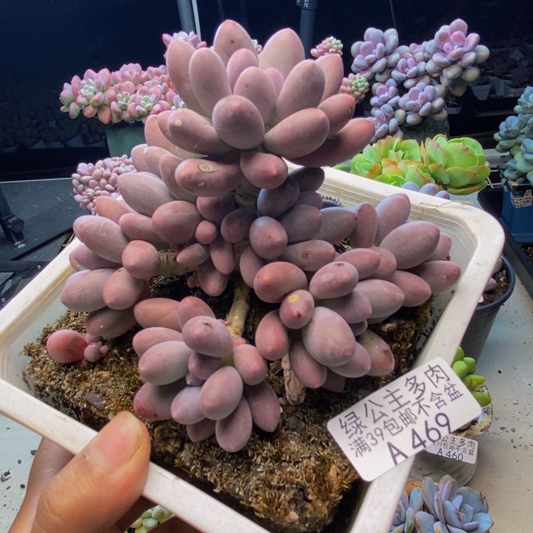 469丸叶汤圆多肉8cm