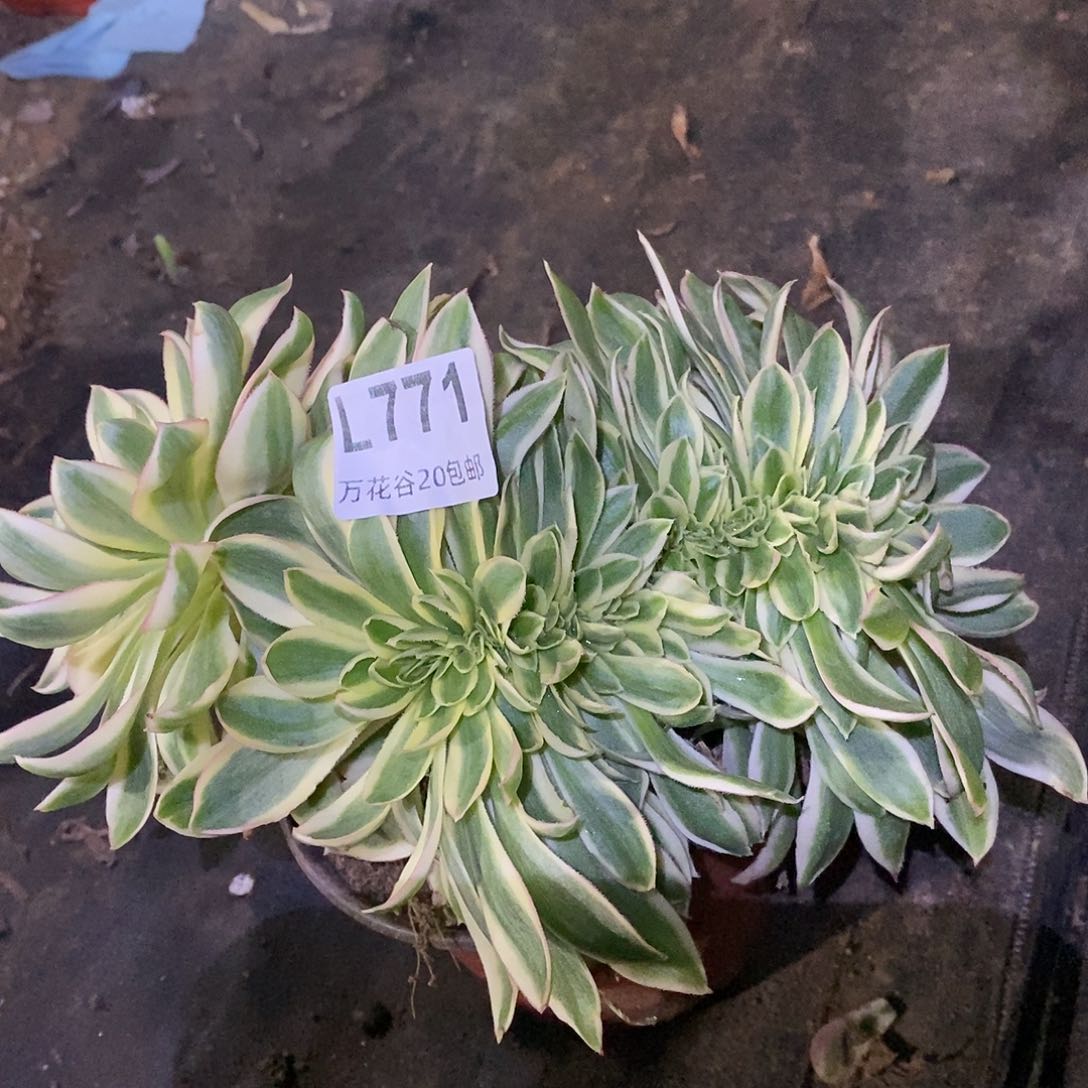 771青莲缀多肉植物