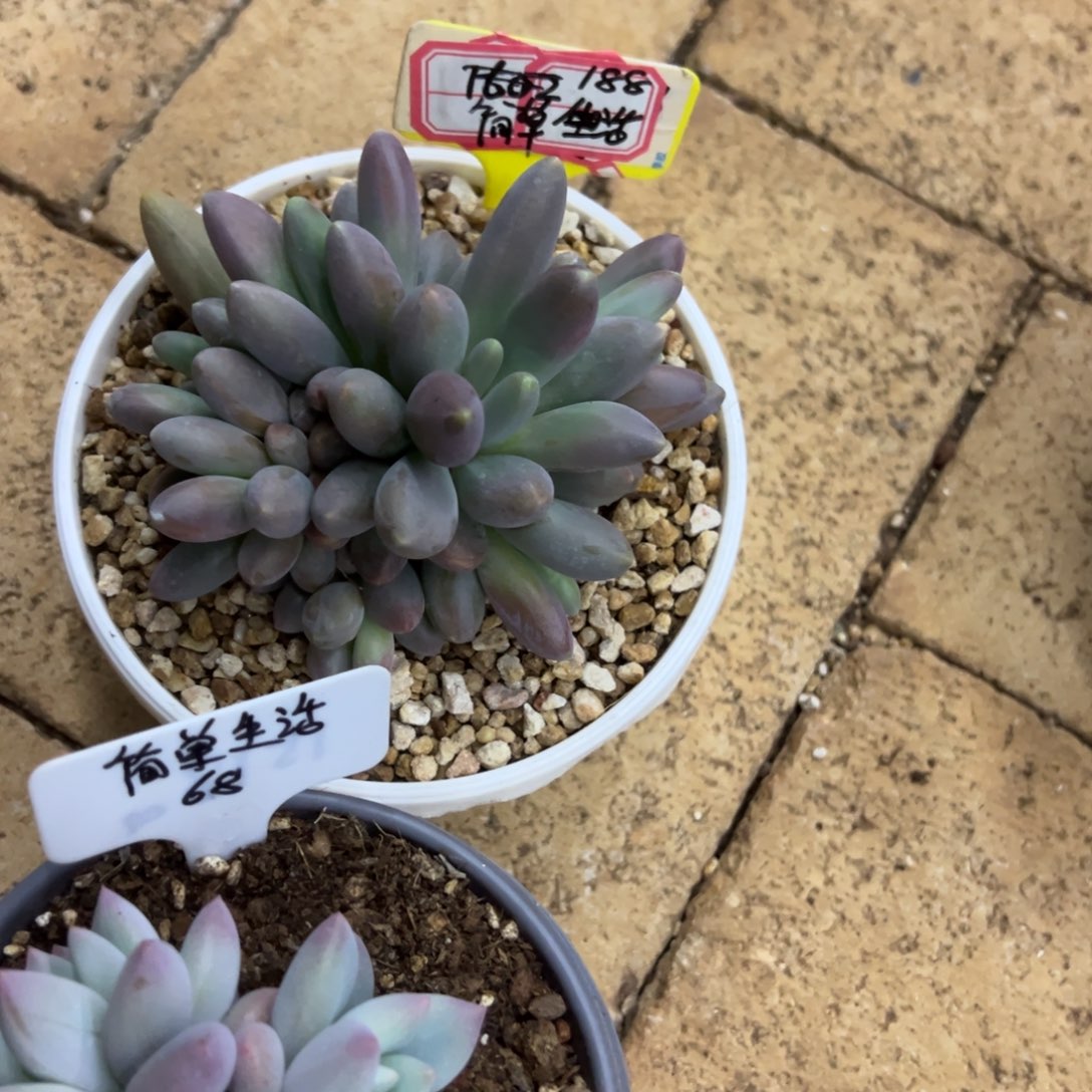 简***活我是花卉专用车司机，简单256