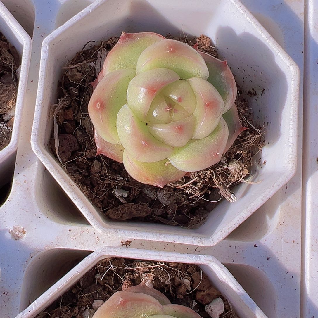 灯泡珍妮19包邮多